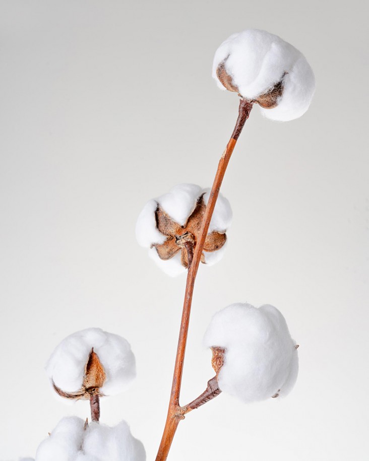 alborz parsi photography flower design cotton flower